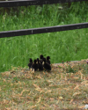 Die Entenfamilie zieht aus